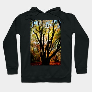 Incredible beech tree with multiple trunks and autumn leaves sunlit from behind in Canfaito forest Hoodie